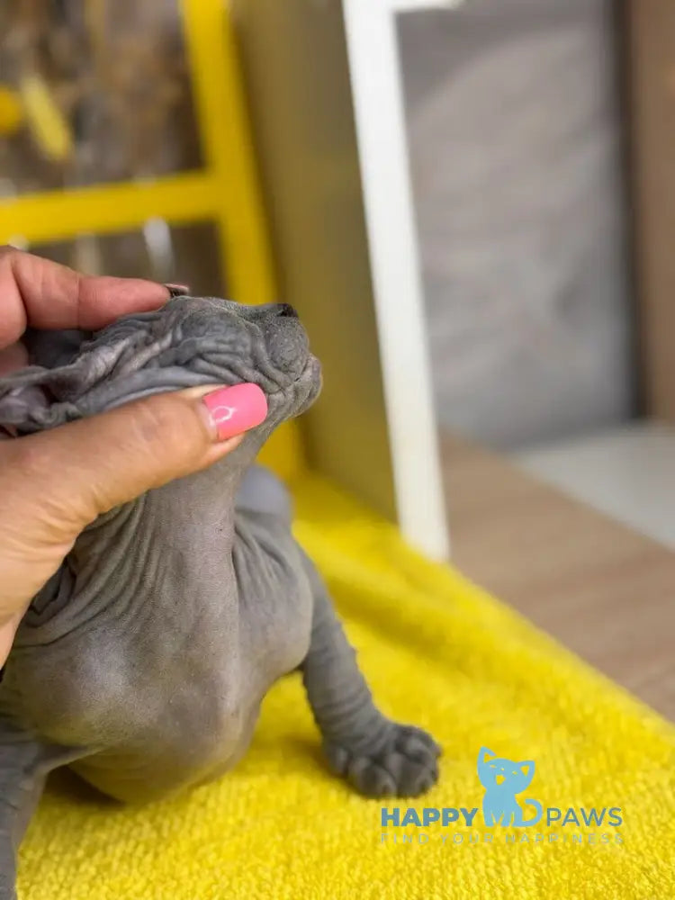 Germes Canadian Sphynx male blue live animals