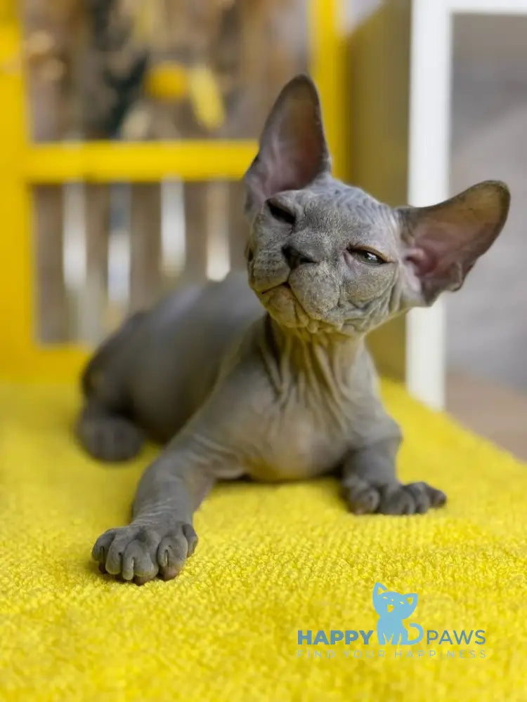 Germes Canadian Sphynx male blue live animals