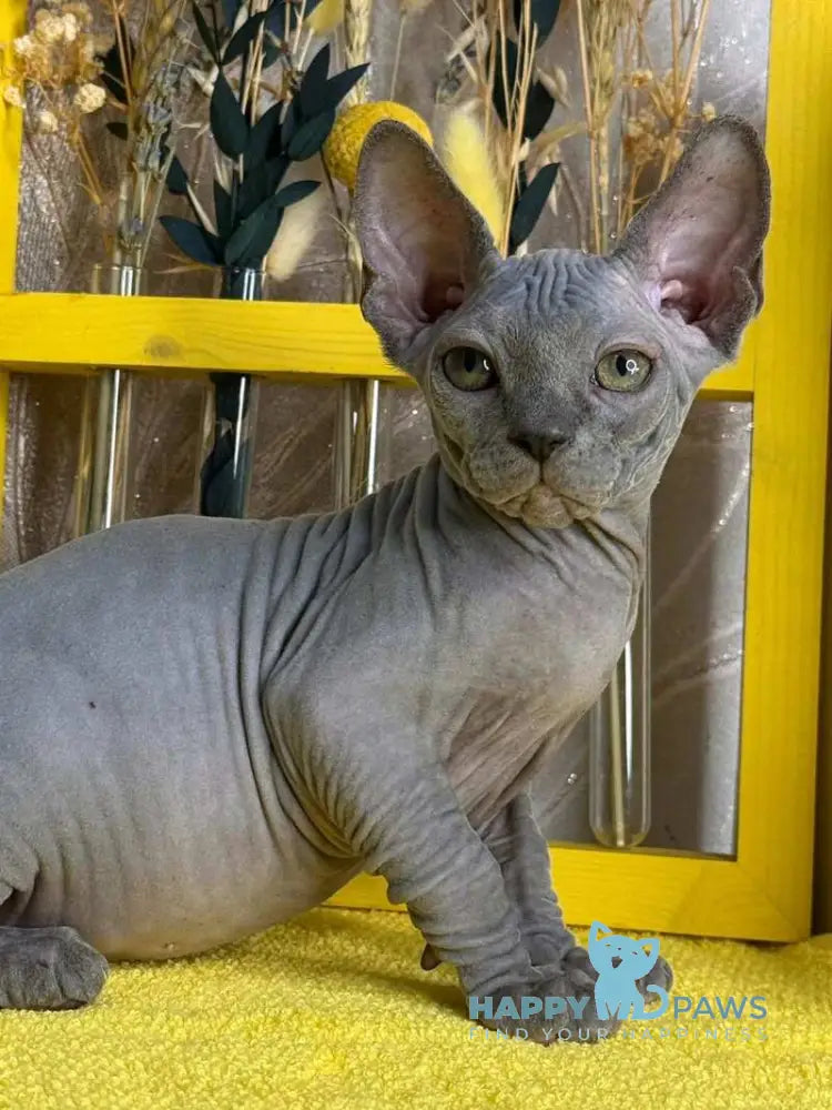 Germes Canadian Sphynx male blue live animals