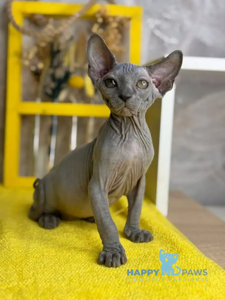 Germes Canadian Sphynx male blue live animals
