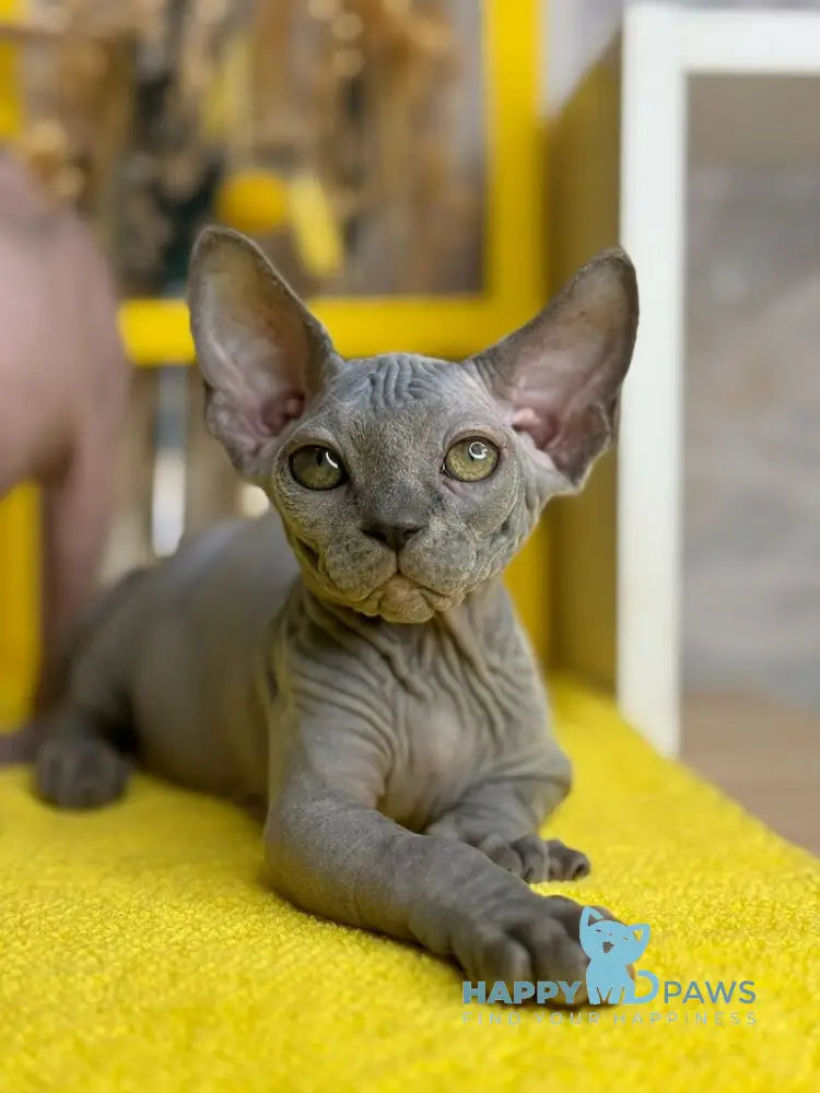 Germes Canadian Sphynx male blue live animals