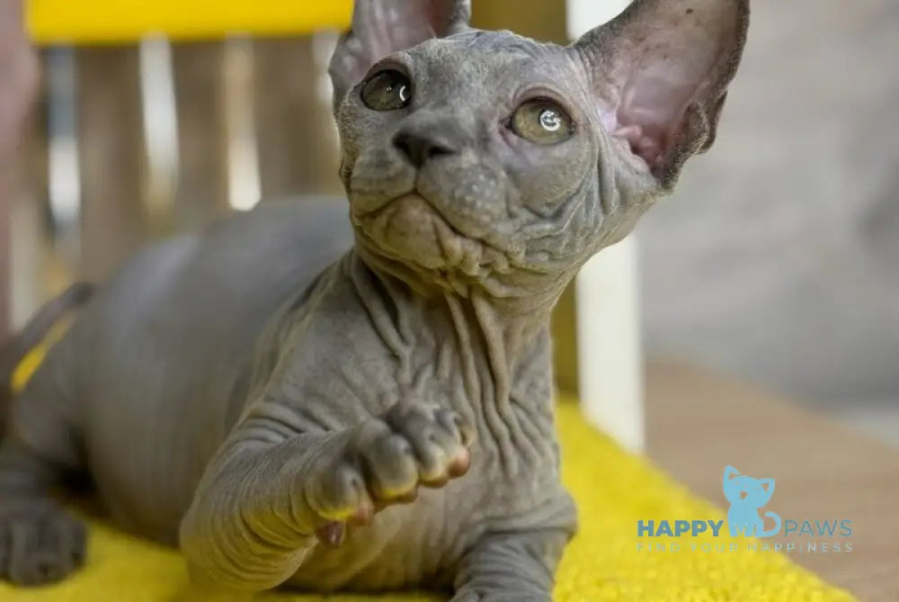Germes Canadian Sphynx male blue live animals