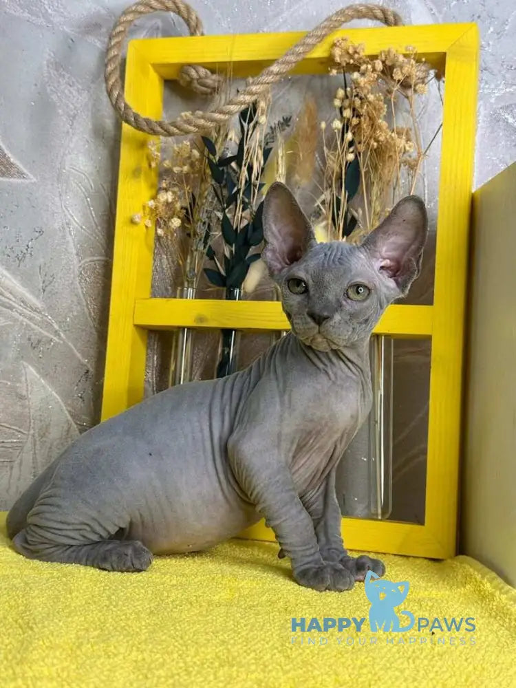 Germes Canadian Sphynx male blue live animals