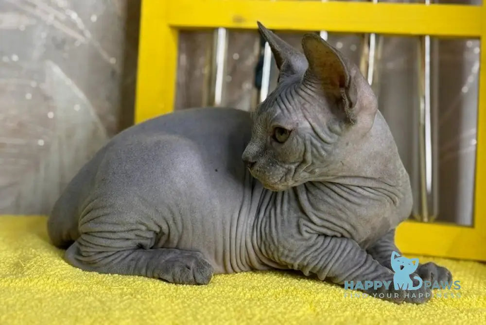Germes Canadian Sphynx male blue live animals