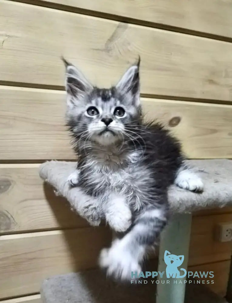 Germes Maine Coon male black silver ticked tabby live animals