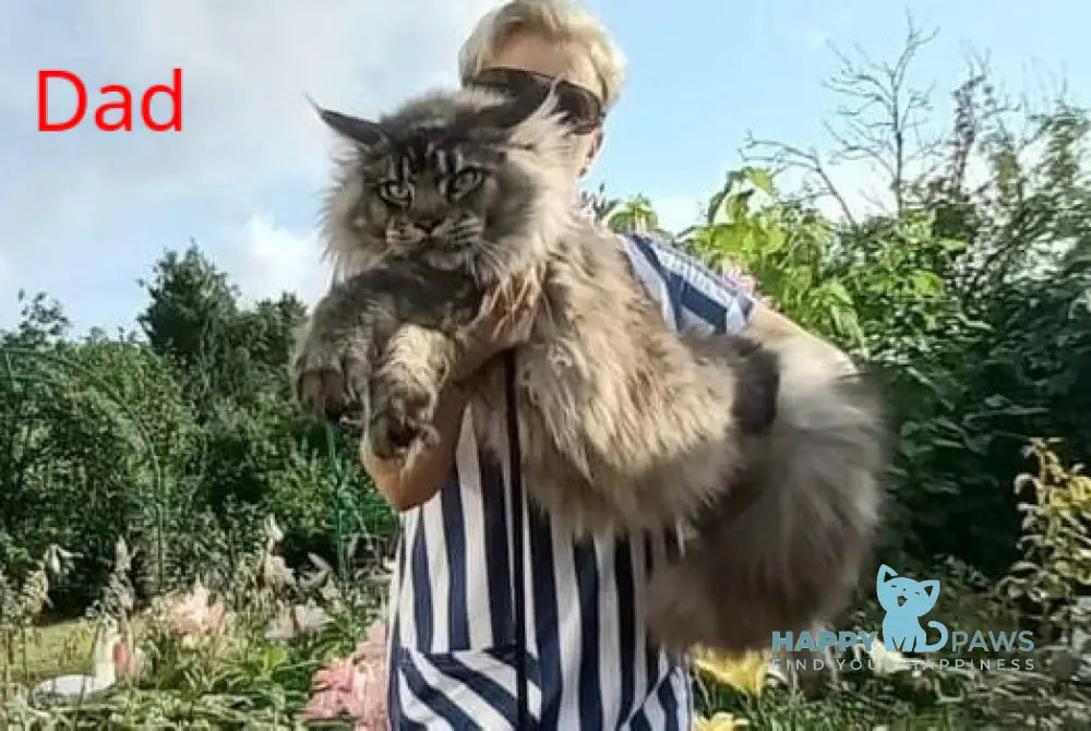 Germes Maine Coon male black silver ticked tabby live animals