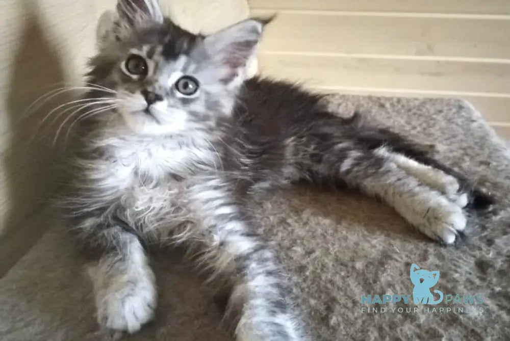 Germes Maine Coon male black silver ticked tabby live animals