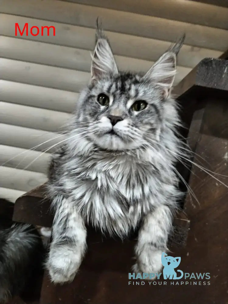 Germes Maine Coon male black silver ticked tabby live animals