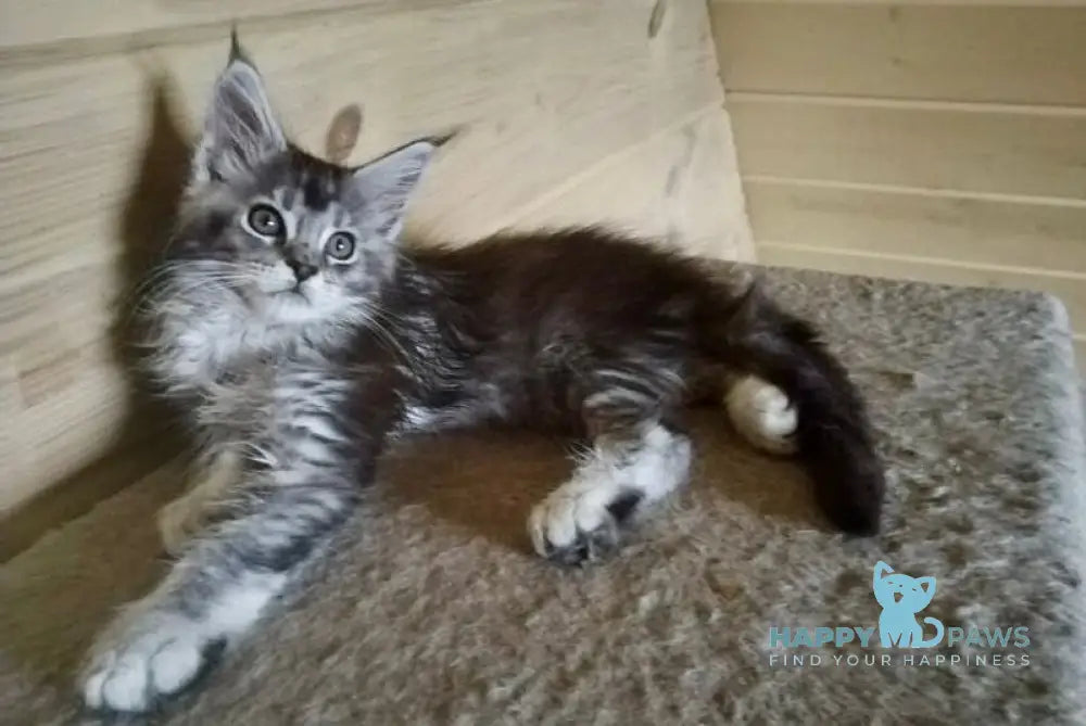 Germes Maine Coon male black silver ticked tabby live animals