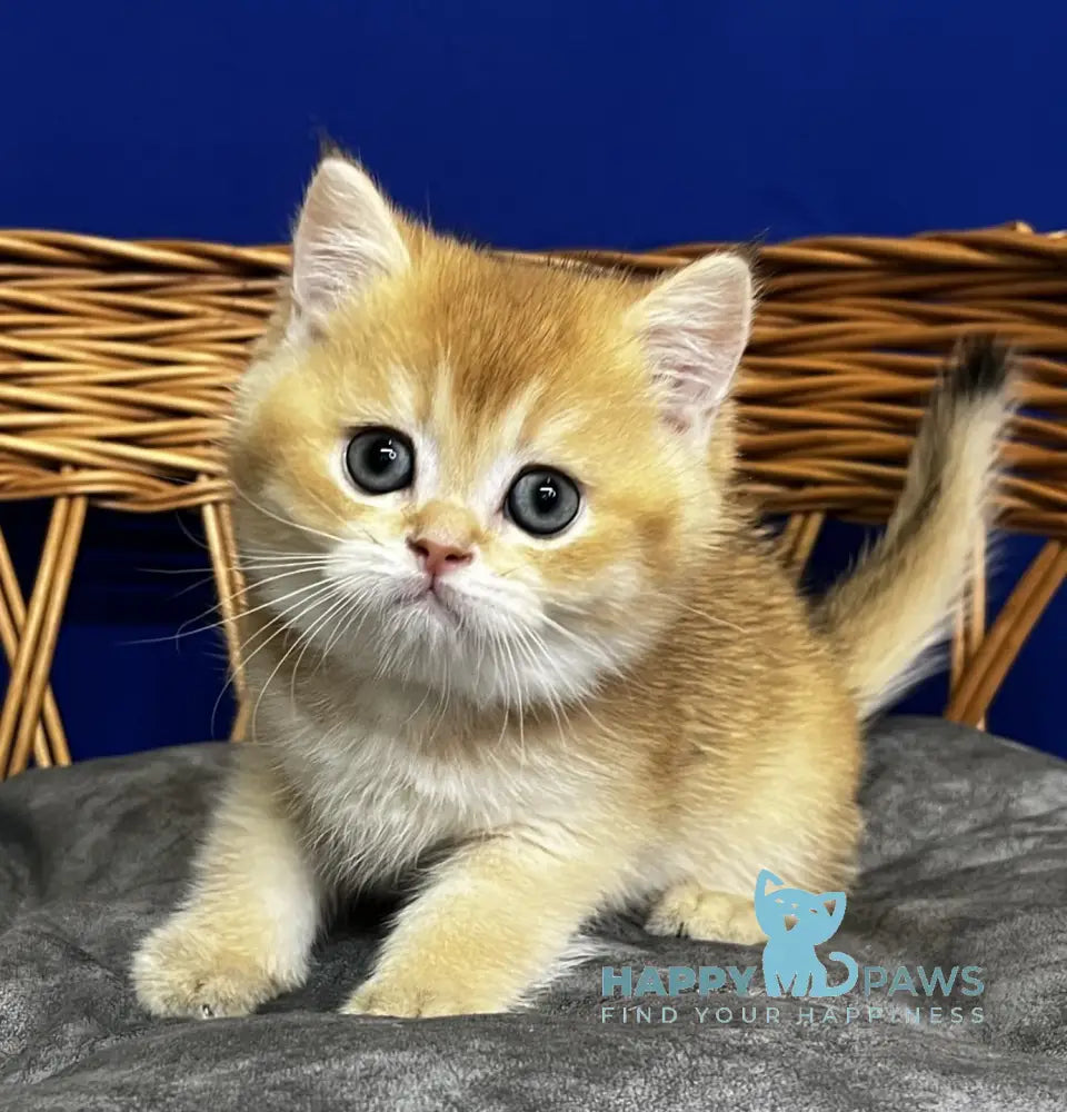 Germes Scottish Straight male black golden chinchilla live animals