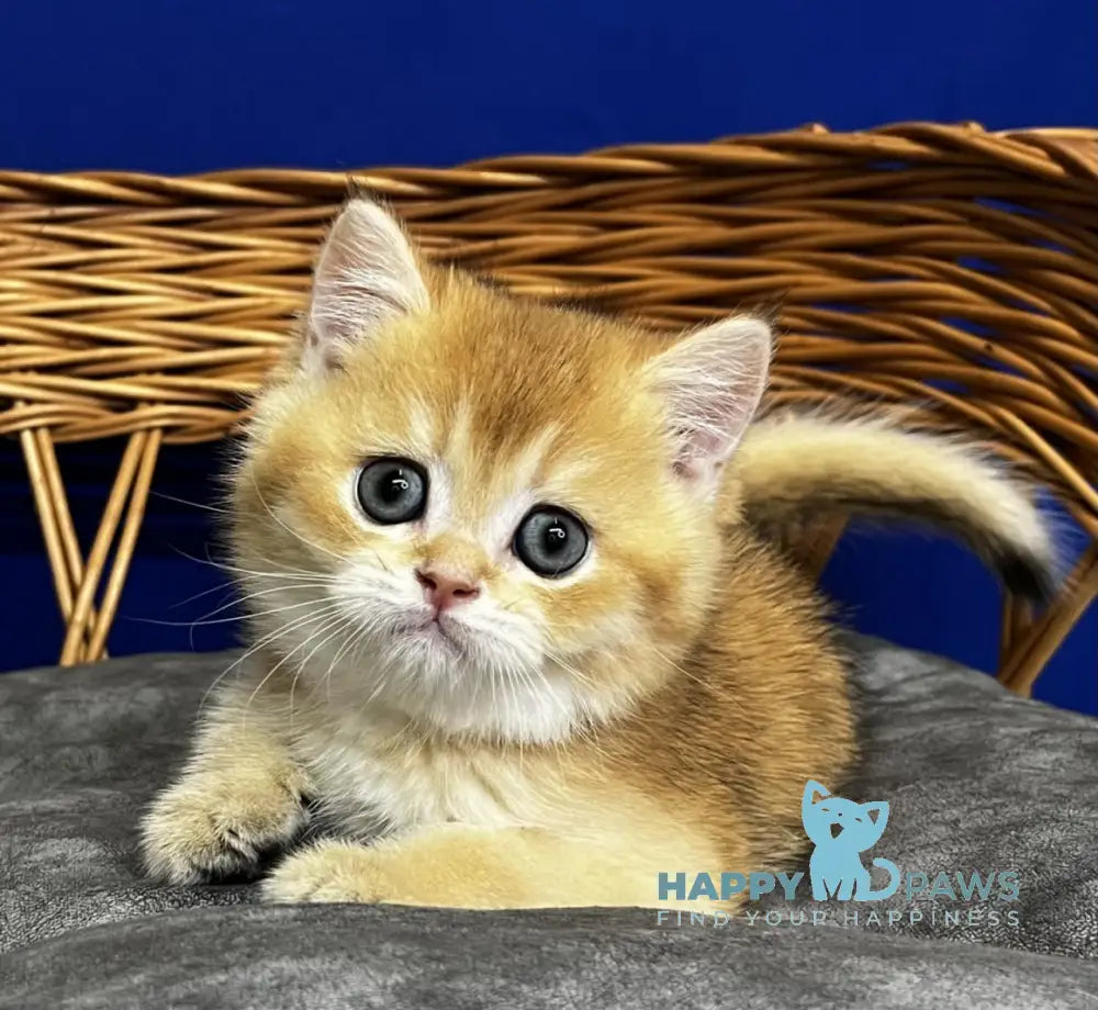 Germes Scottish Straight male black golden chinchilla live animals