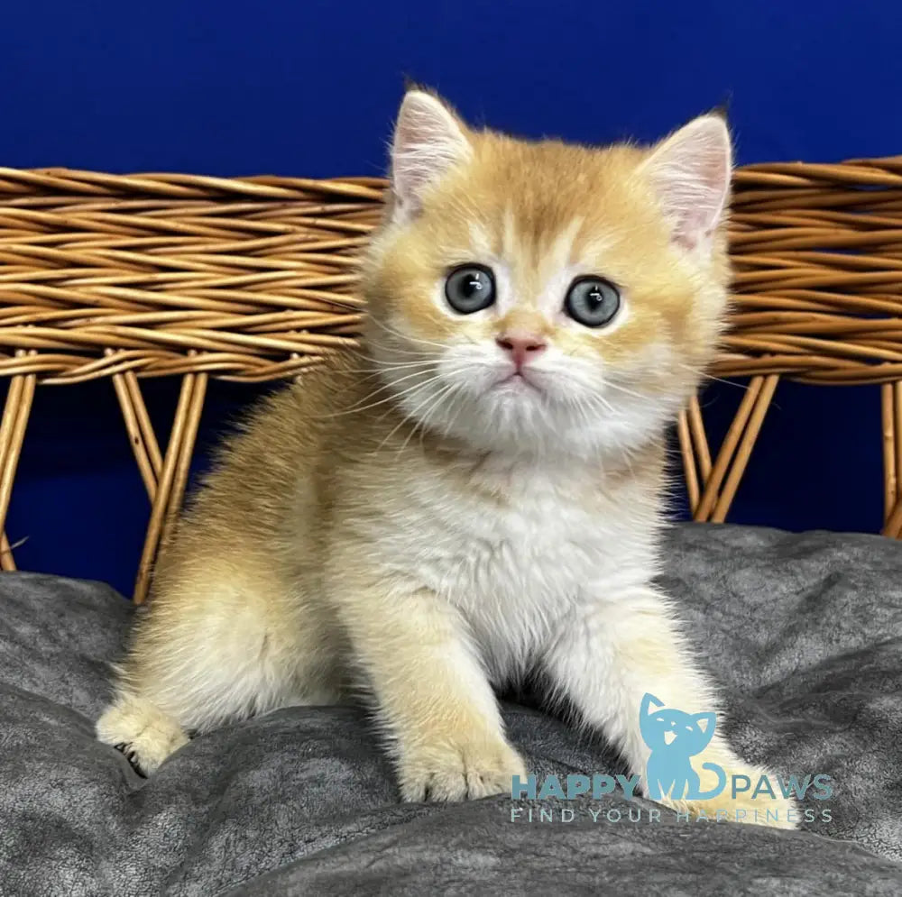 Germes Scottish Straight male black golden chinchilla live animals