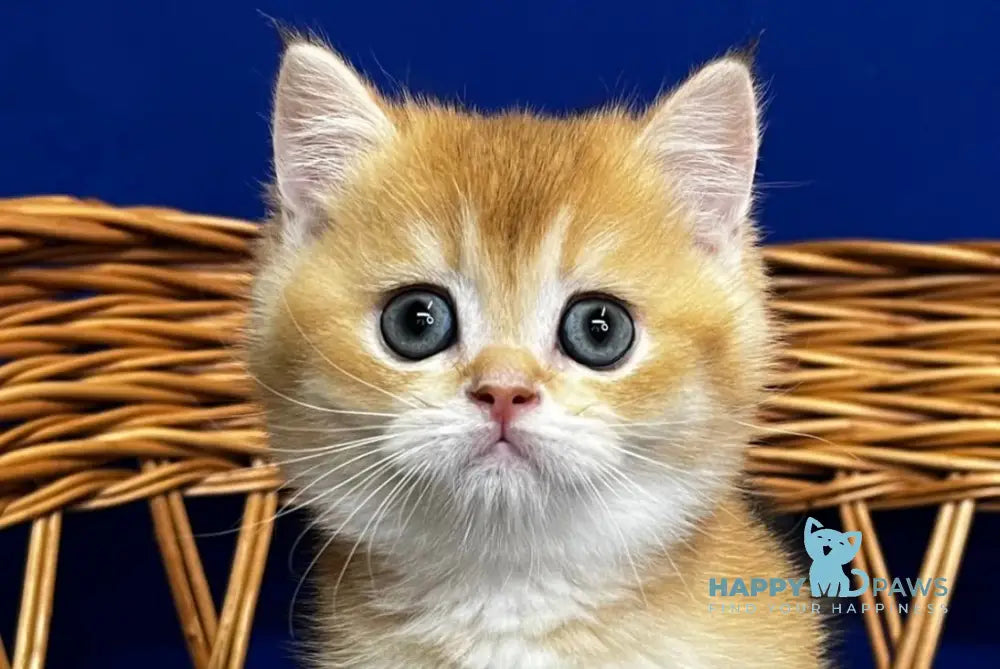 Germes Scottish Straight male black golden chinchilla live animals