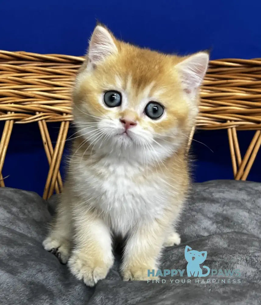Germes Scottish Straight male black golden chinchilla live animals