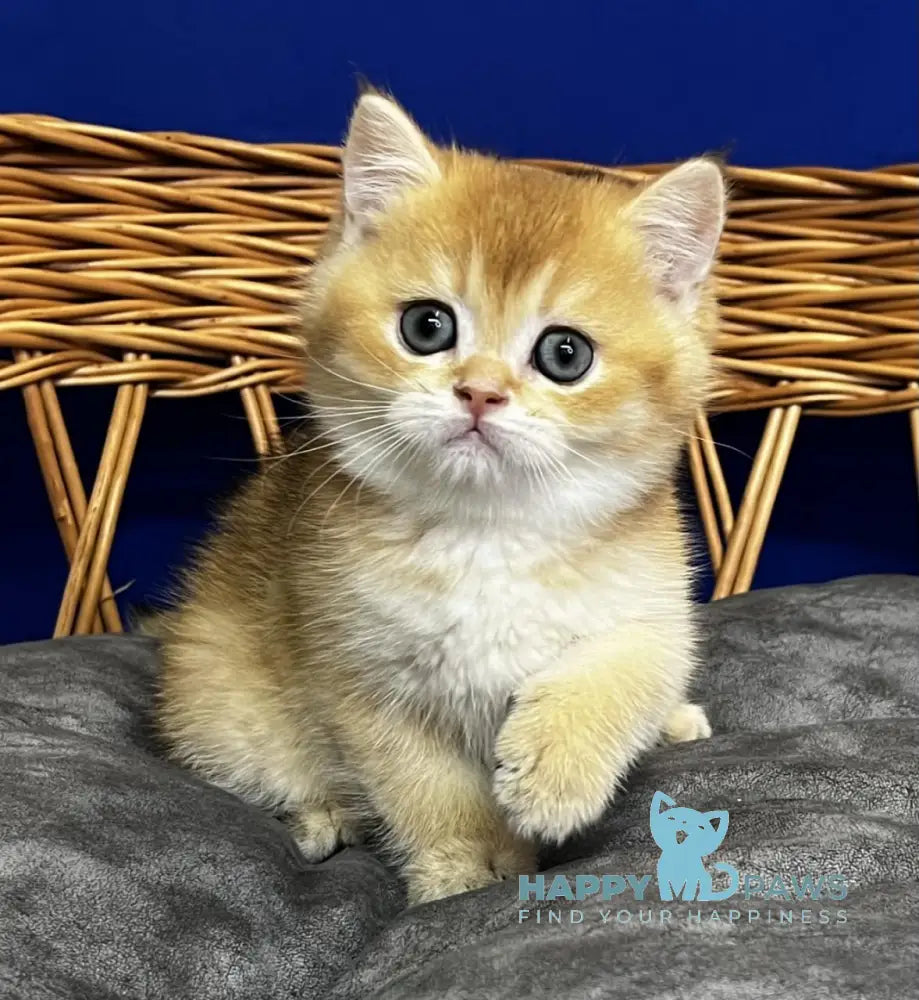 Germes Scottish Straight male black golden chinchilla live animals