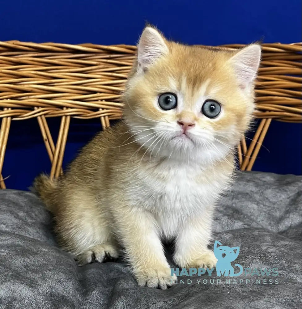 Germes Scottish Straight male black golden chinchilla live animals