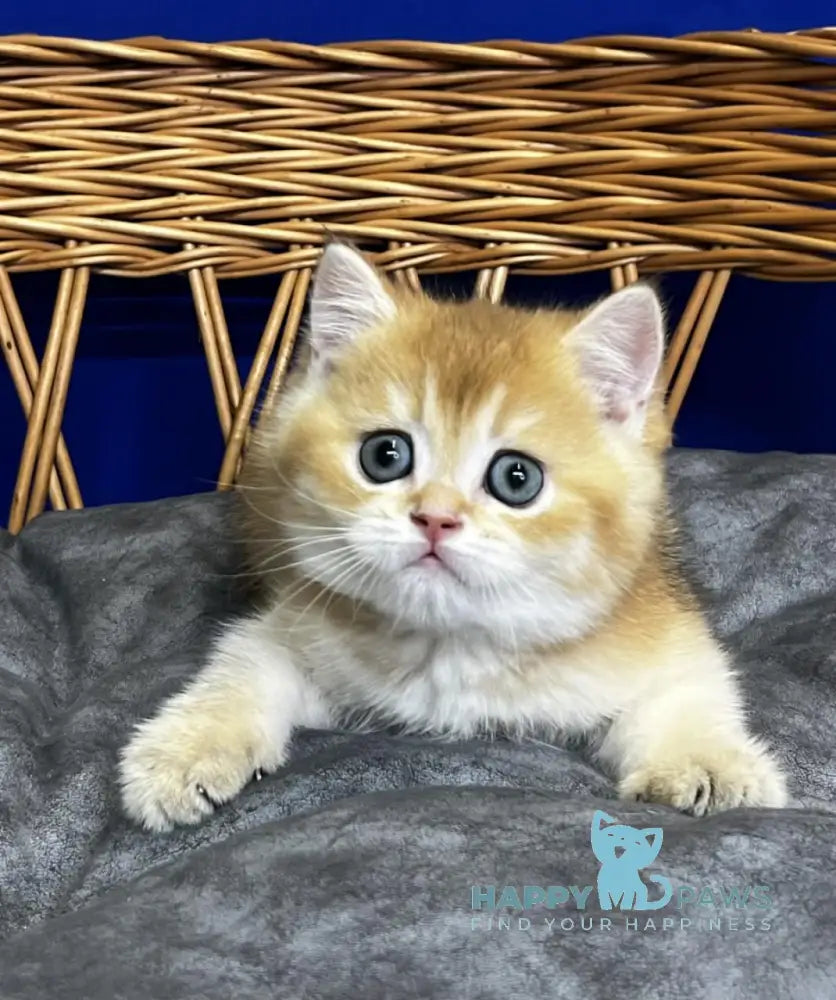 Germes Scottish Straight male black golden chinchilla live animals