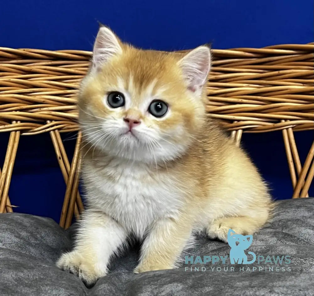 Germes Scottish Straight male black golden chinchilla live animals