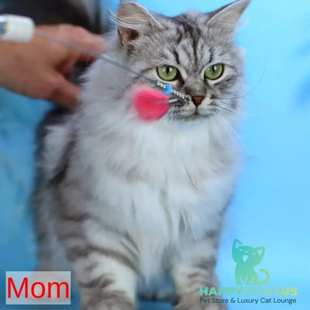 Germes Siberian male black silver with white spotted tabby - live animals