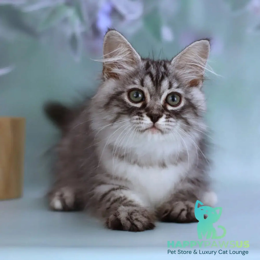 Germes Siberian male black silver with white spotted tabby - live animals