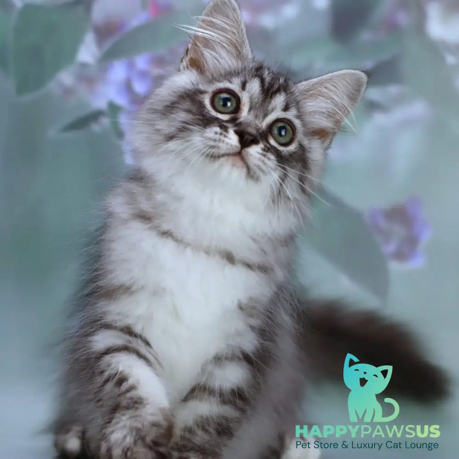 Germes Siberian male black silver with white spotted tabby - live animals