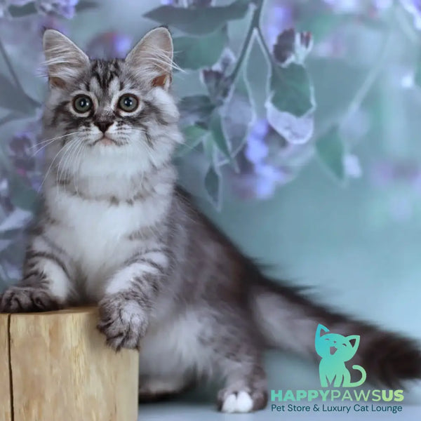 Germes Siberian male black silver with white spotted tabby - live animals