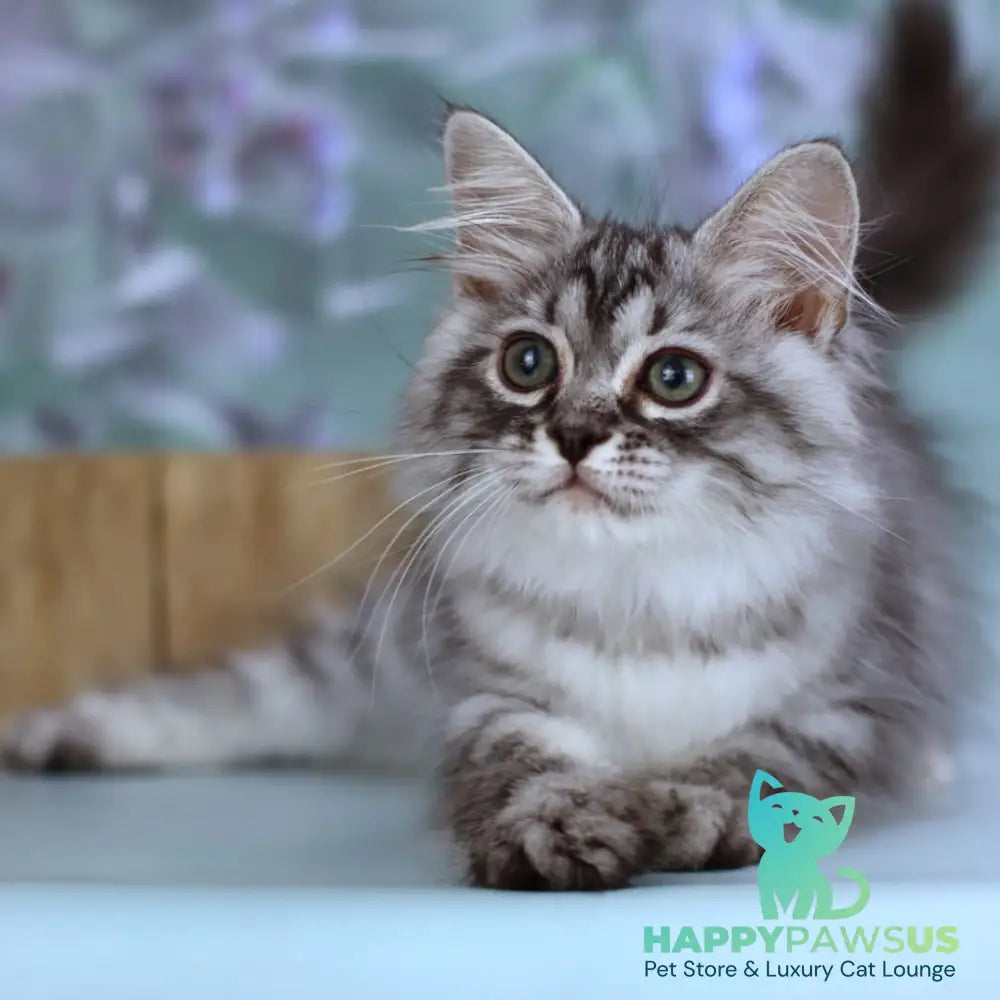 Germes Siberian male black silver with white spotted tabby - live animals