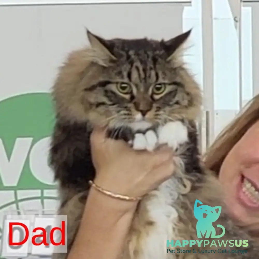 Germes Siberian male black silver with white spotted tabby - live animals