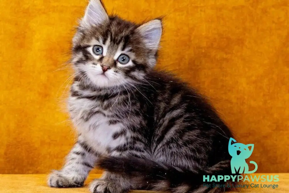 Germes Siberian male black spotted tabby - live animals
