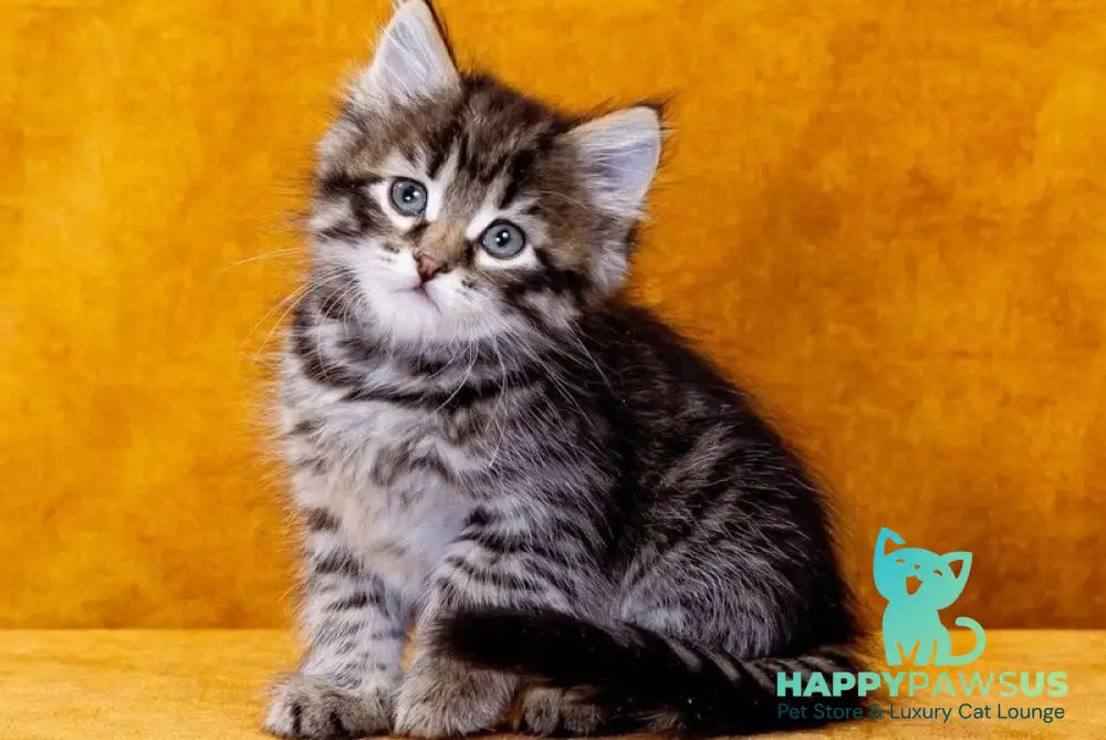 Germes Siberian male black spotted tabby - live animals