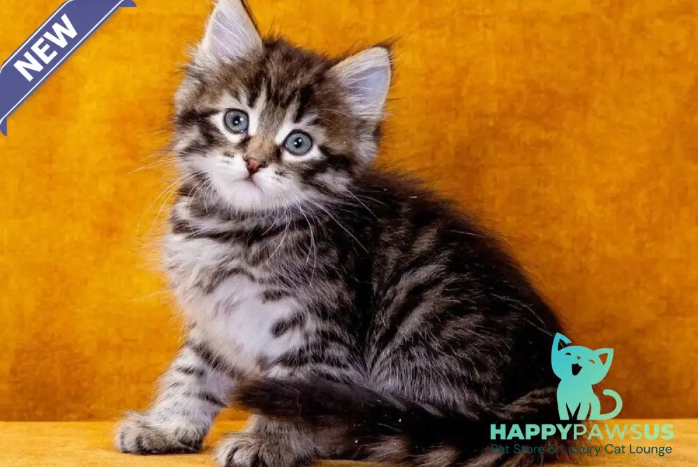 Germes Siberian male black spotted tabby - live animals