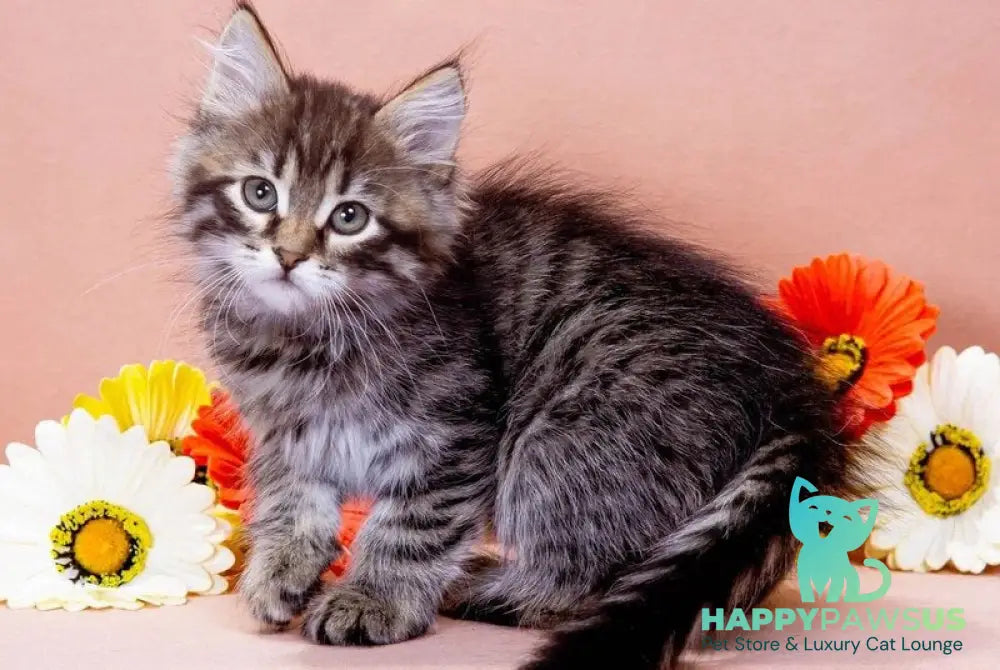 Germes Siberian male black spotted tabby - live animals