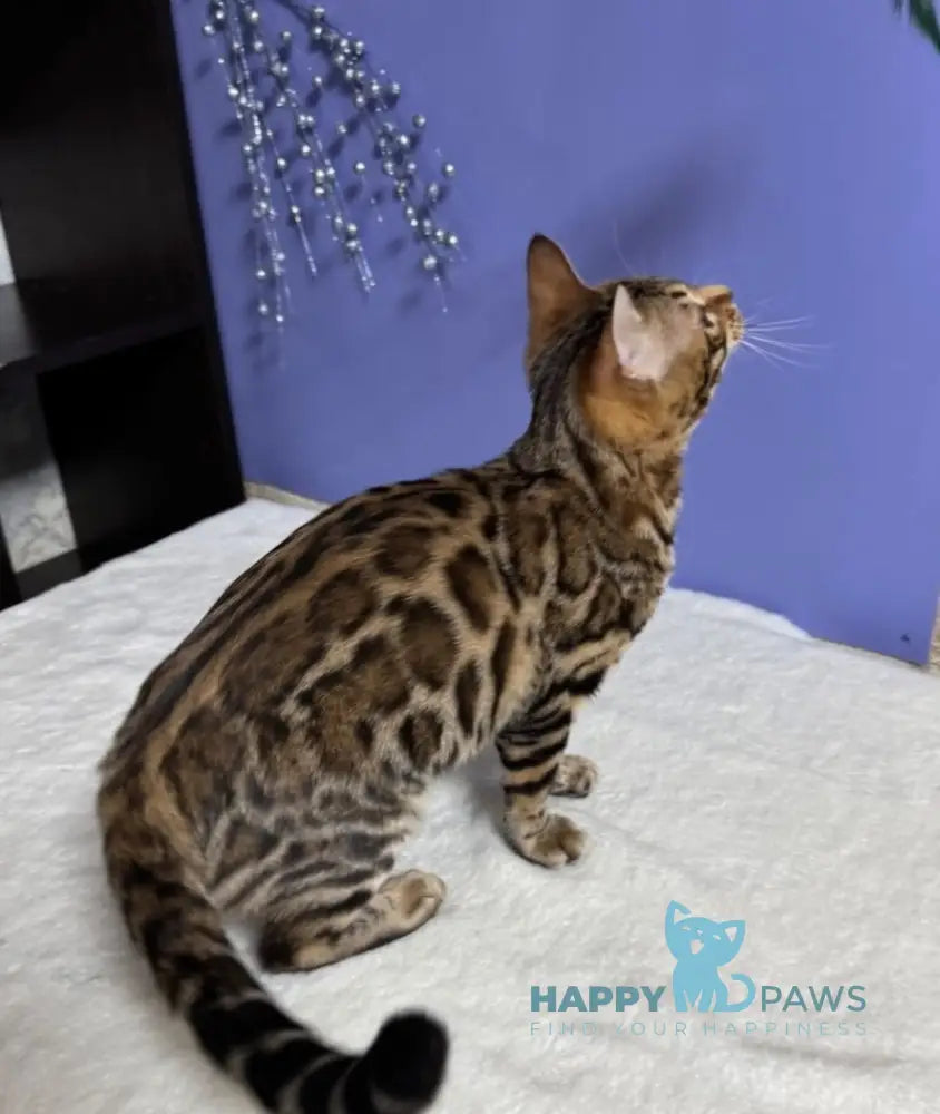 Germiona Bengal Female Black Spotted Tabby Live Animals