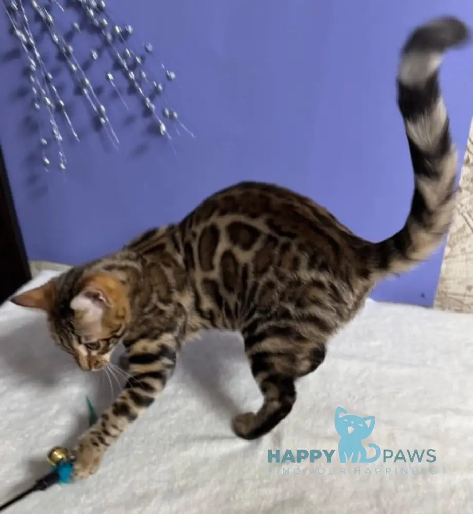 Germiona Bengal Female Black Spotted Tabby Live Animals