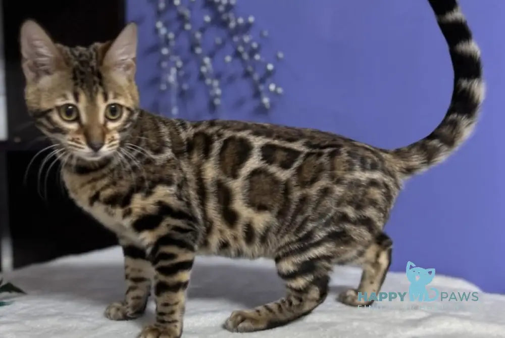 Germiona Bengal Female Black Spotted Tabby Live Animals