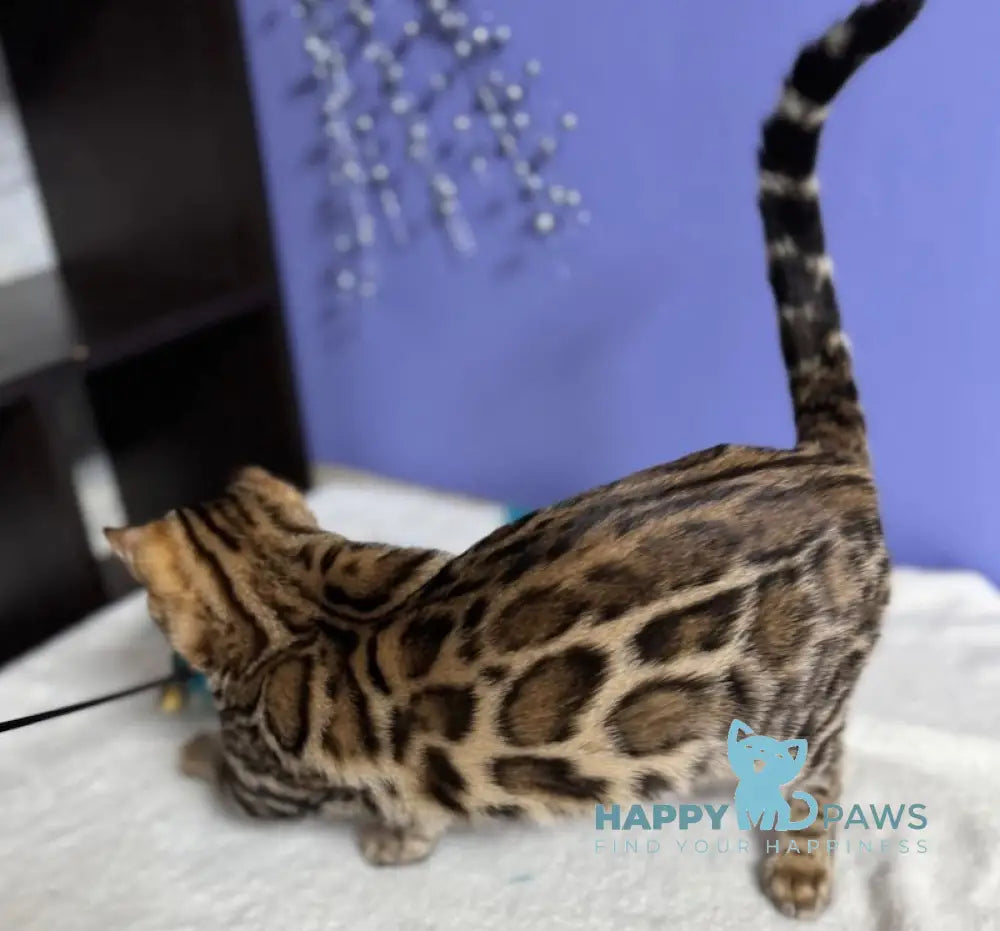 Germiona Bengal Female Black Spotted Tabby Live Animals