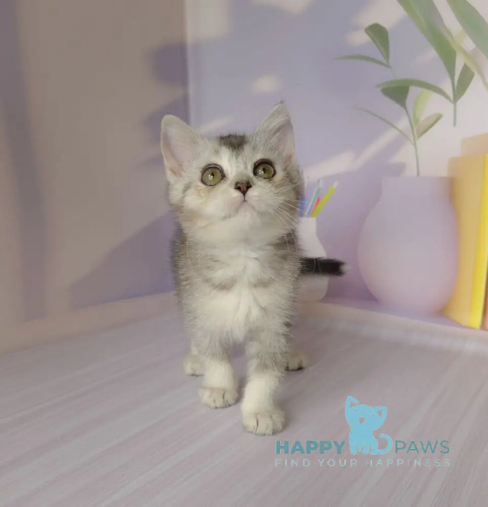 Germiona British Shorthair female black golden ticked tabby live animals