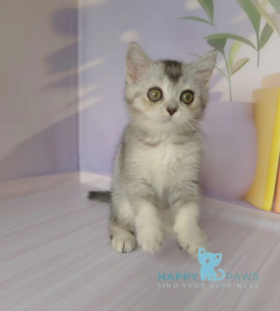 Germiona British Shorthair female black golden ticked tabby live animals