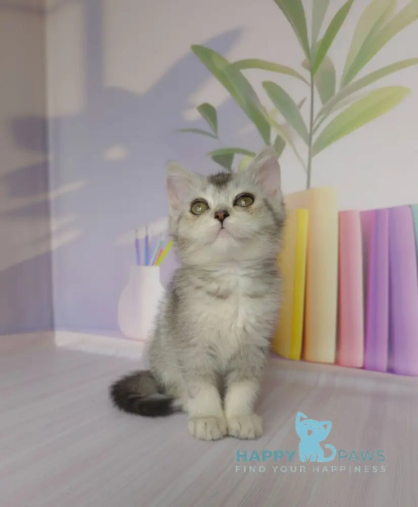 Germiona British Shorthair female black golden ticked tabby live animals