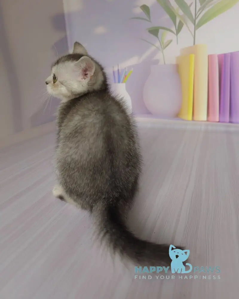 Germiona British Shorthair female black golden ticked tabby live animals