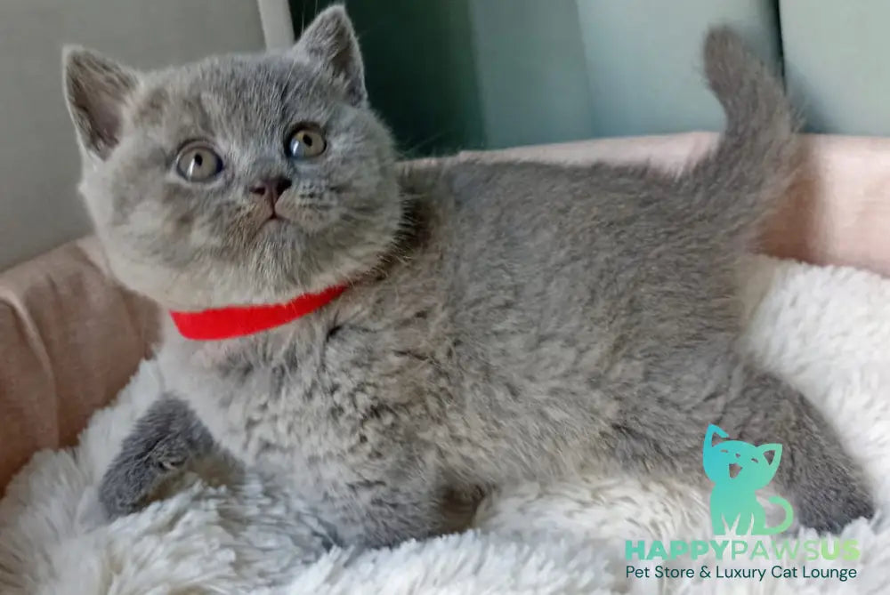 Germiona British Shorthair female blue - live animals