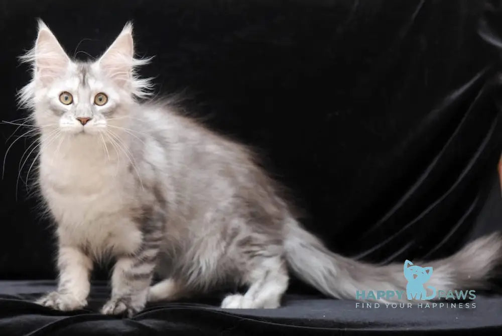 Germiona Maine Coon Female Black Silver Tabby Live Animals