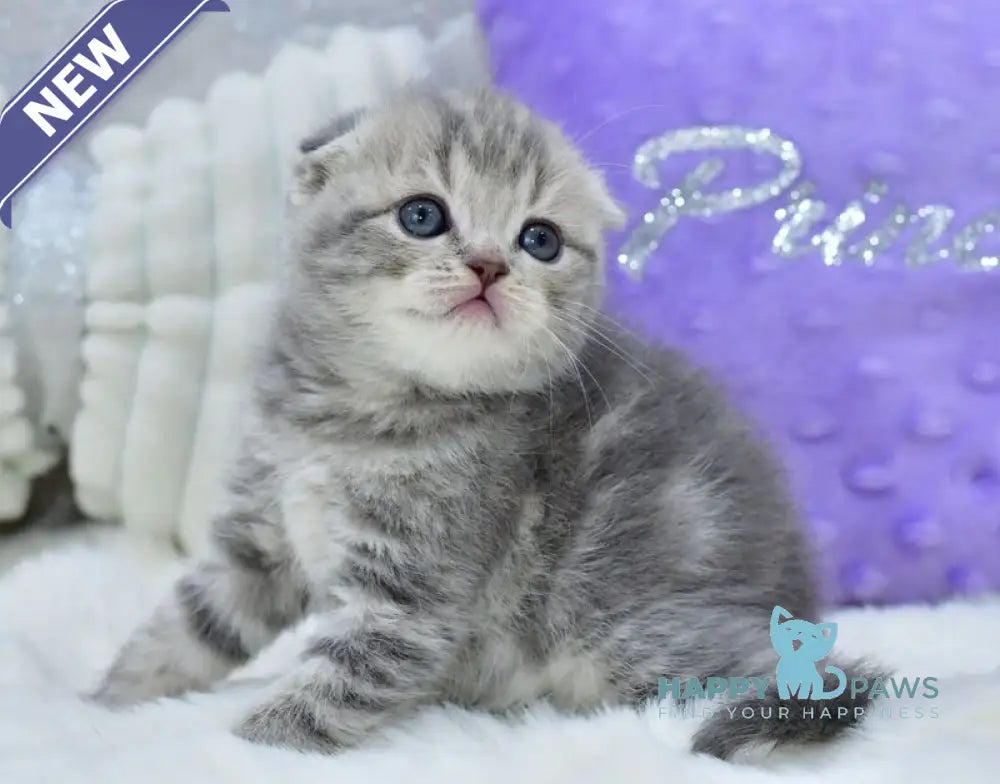 Germiona Scottish Fold female blue spotted tabby live animals