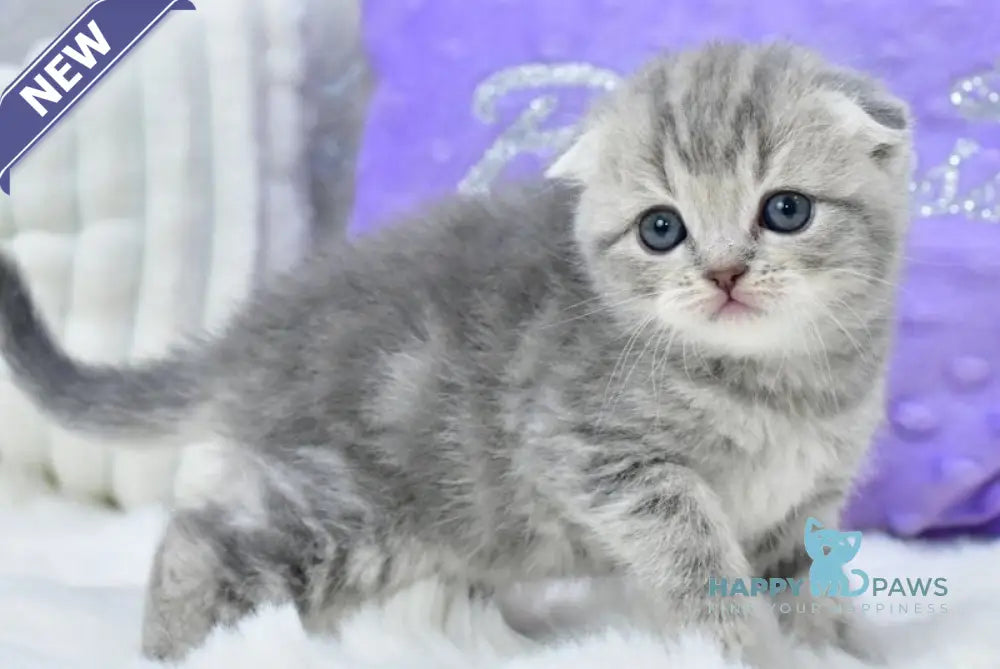 Germiona Scottish Fold female blue spotted tabby live animals