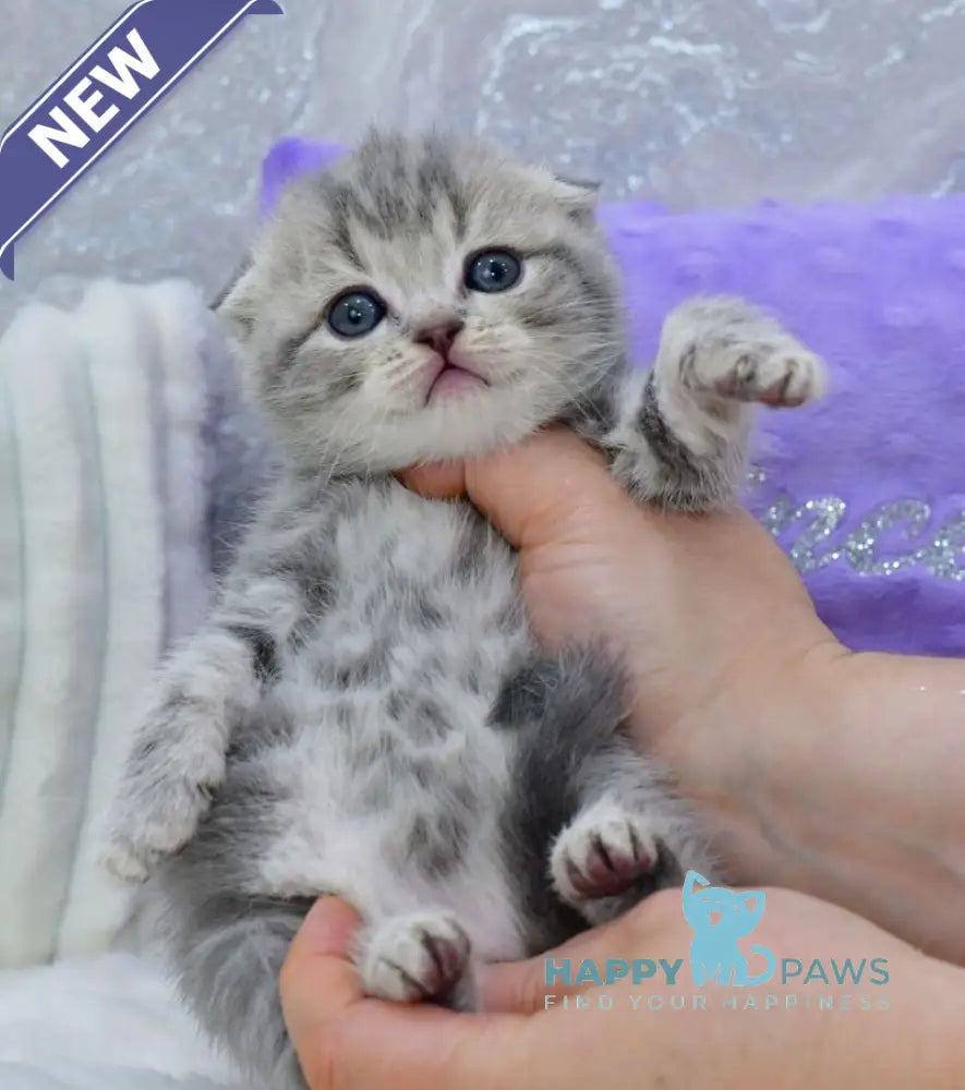 Germiona Scottish Fold female blue spotted tabby live animals