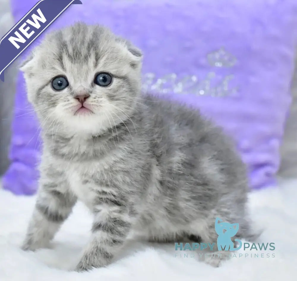 Germiona Scottish Fold female blue spotted tabby live animals