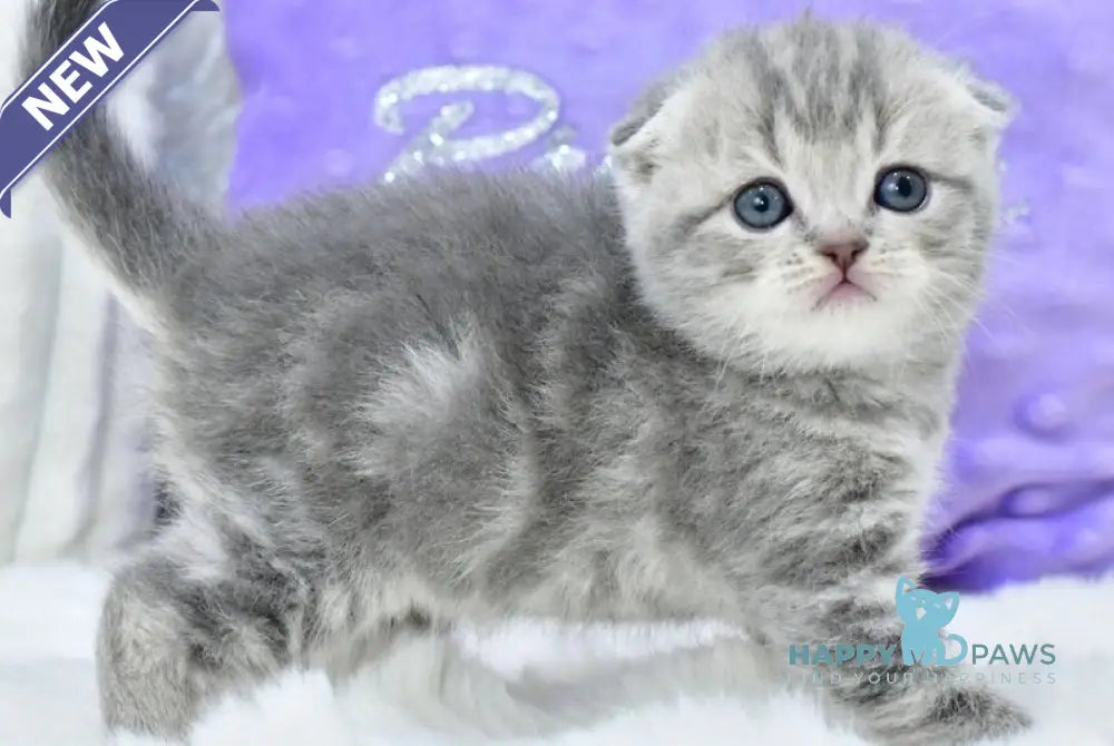 Germiona Scottish Fold female blue spotted tabby live animals