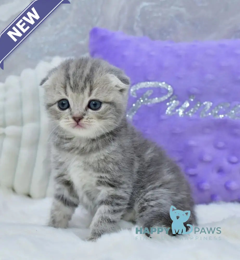 Germiona Scottish Fold female blue spotted tabby live animals