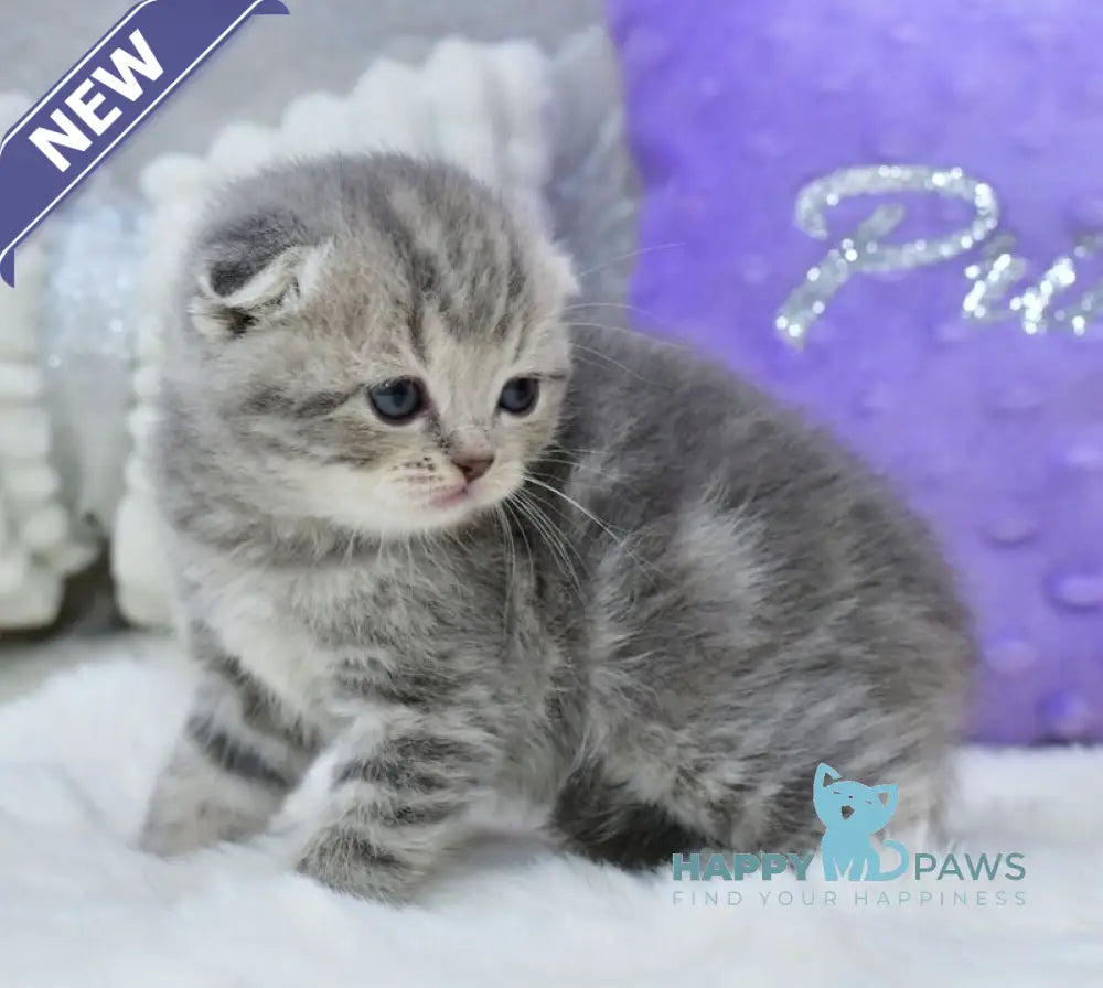 Germiona Scottish Fold female blue spotted tabby live animals