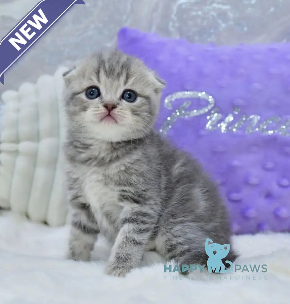 Germiona Scottish Fold female blue spotted tabby live animals